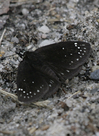 Common Sootywing
